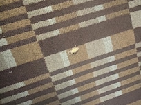 Dead and decayed roach (or something) in the middle of the hallway