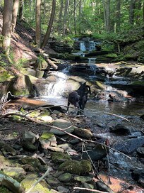 Creek an trail on property