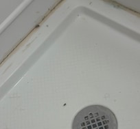 They are all different sizes meaning an infestation, please condemn the building, and take care of this.