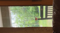 The friendly red cardinal that visited often.