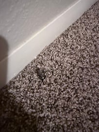 A cable cord sticking up in the bunk bedroom through the carpet. If someone stepped on it, it would stab them.