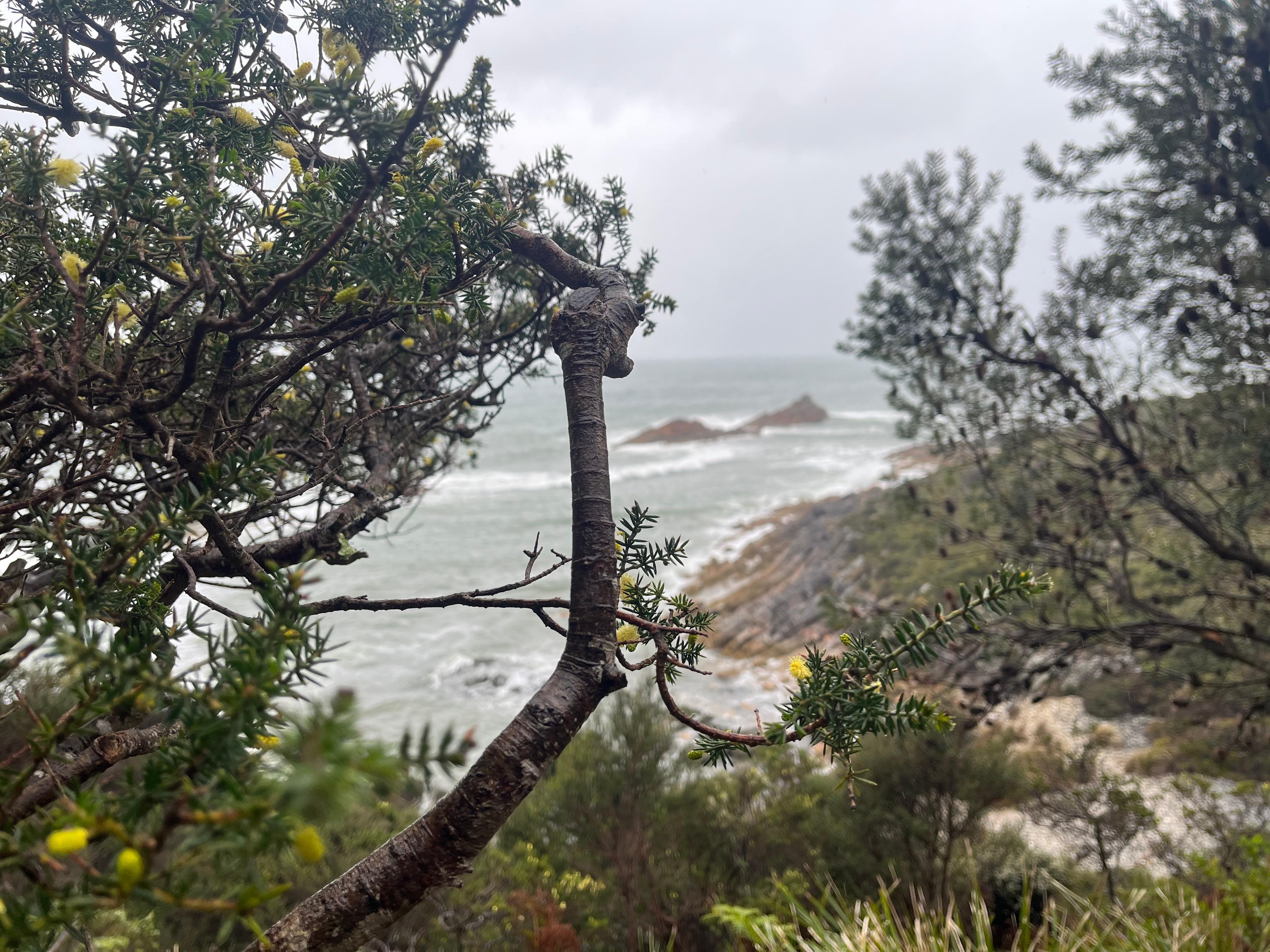 Rocky Cape National Park