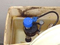 Moldy toilet tank (close-up).