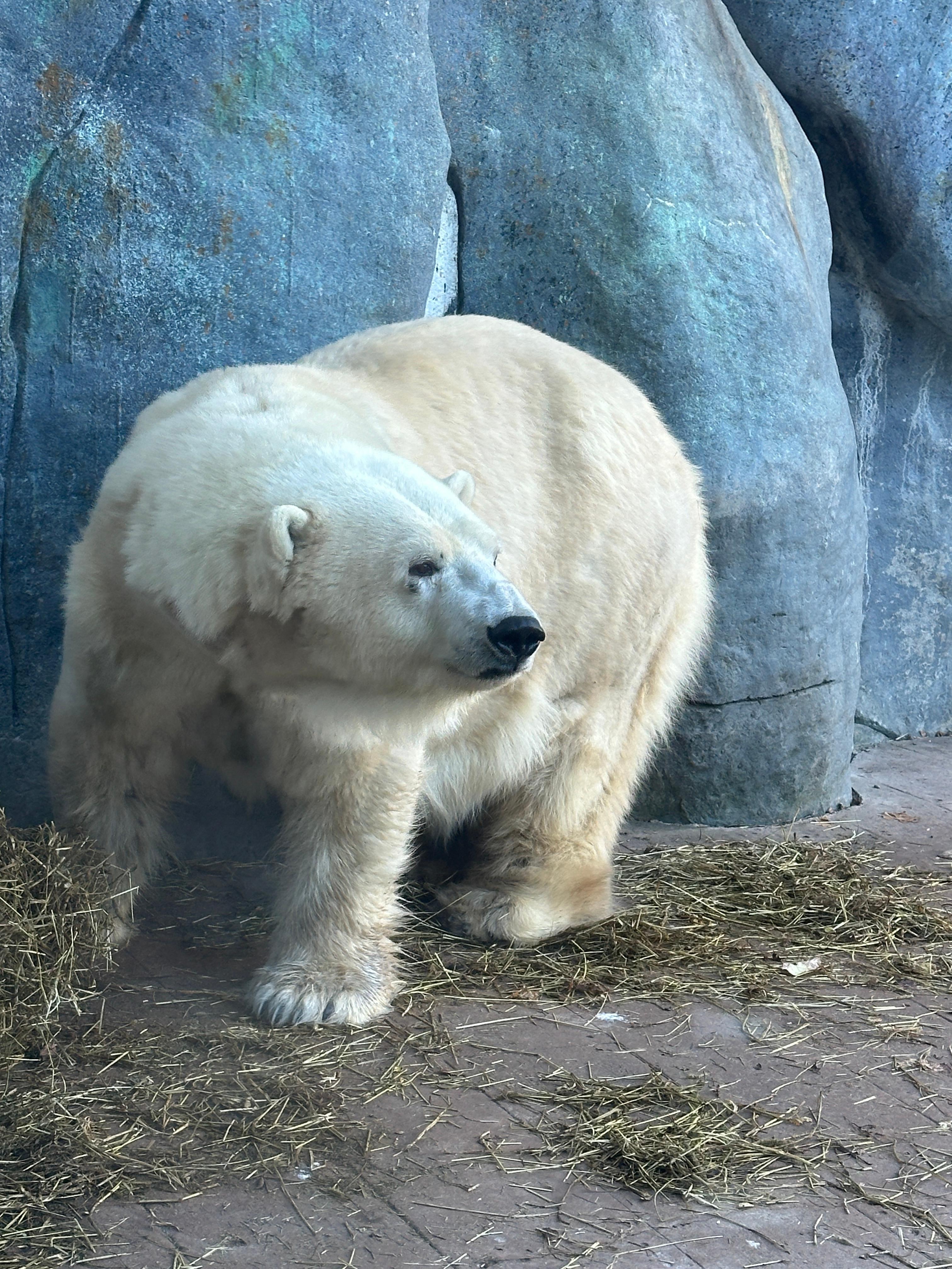 Toronto zoo