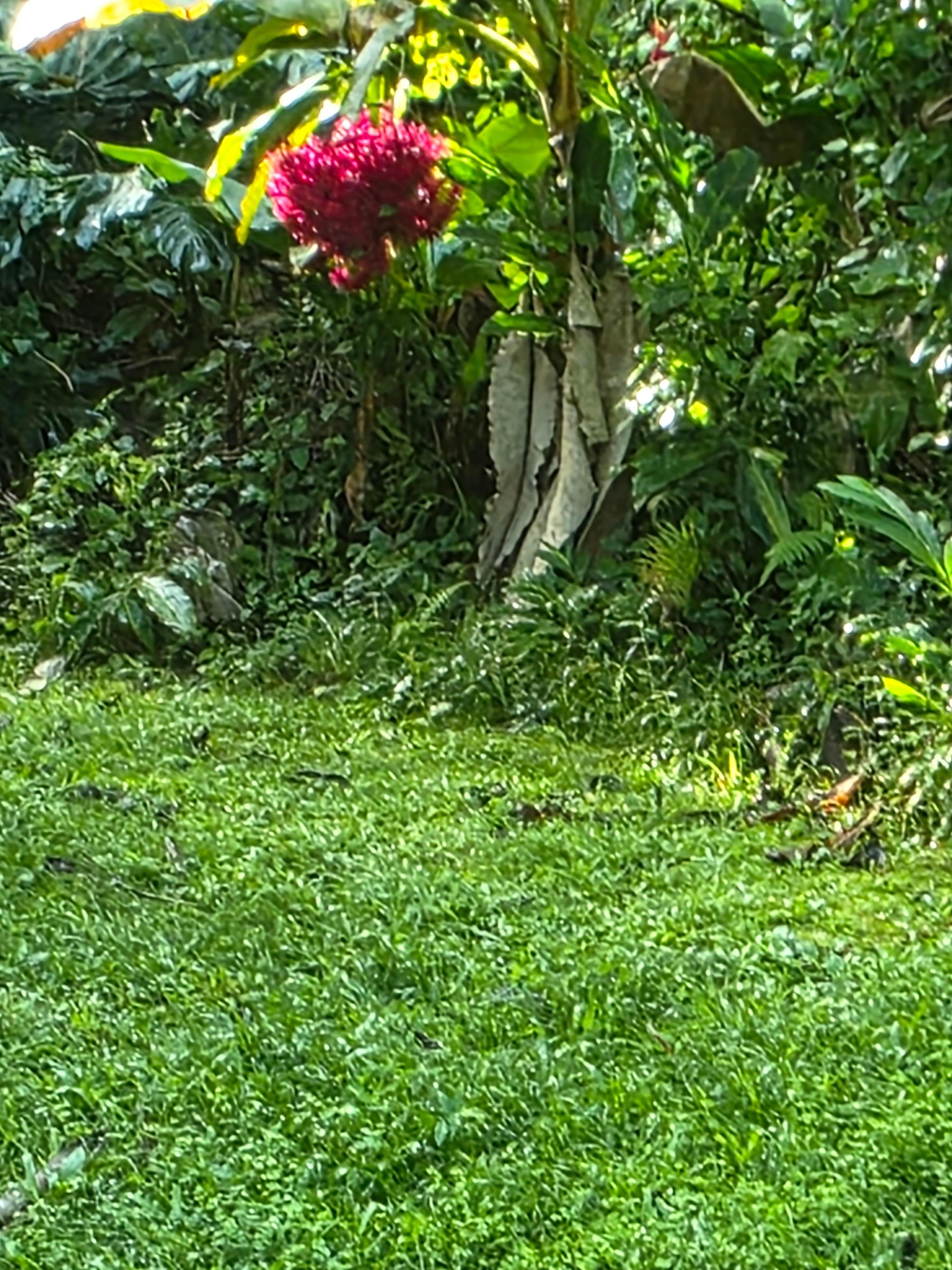 Close up beautiful flowers around the cottage