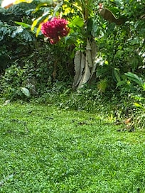 Close up beautiful flowers around the cottage