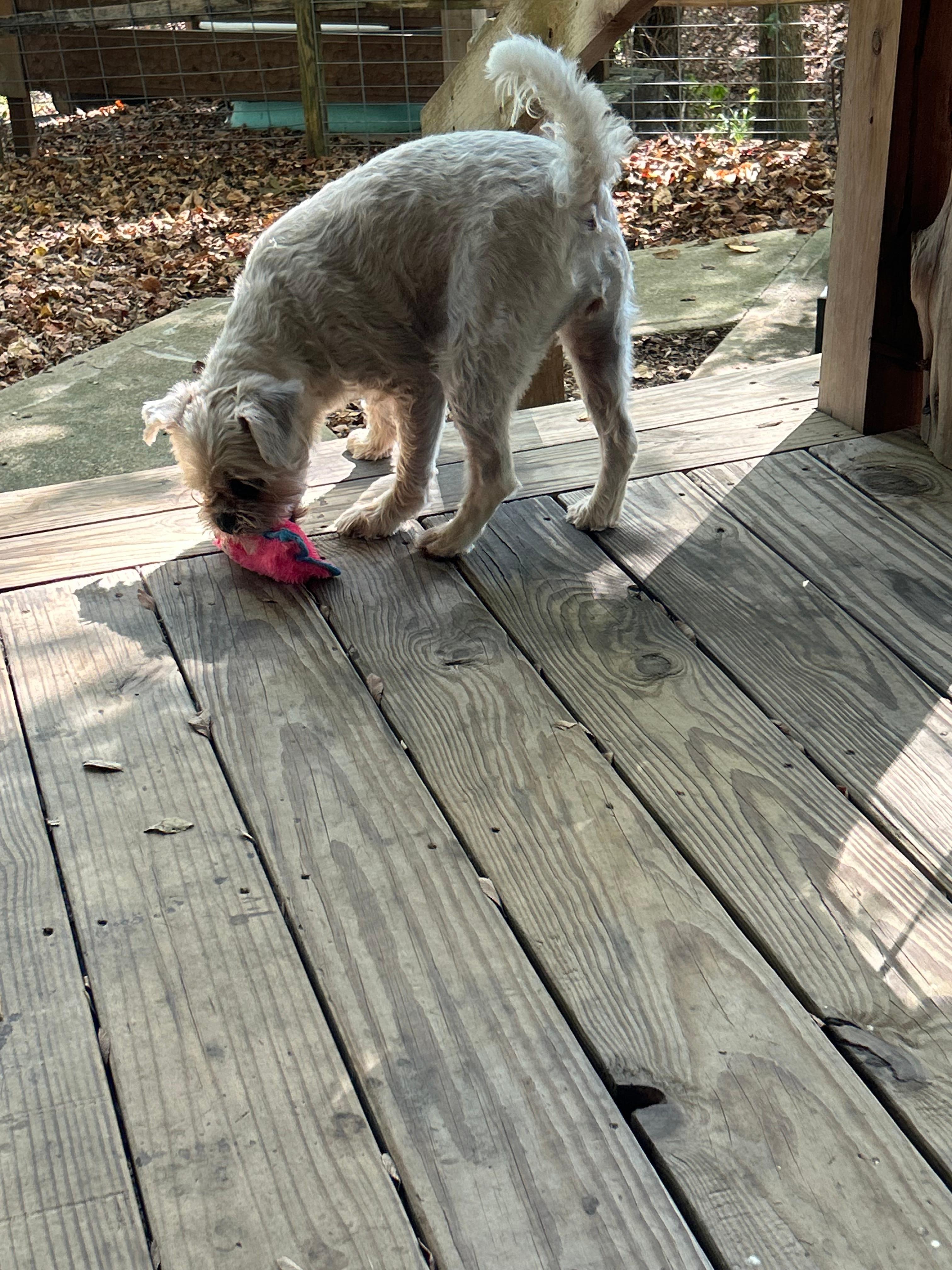 Trudy enjoyed being able to play outside!