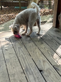 Trudy enjoyed being able to play outside!