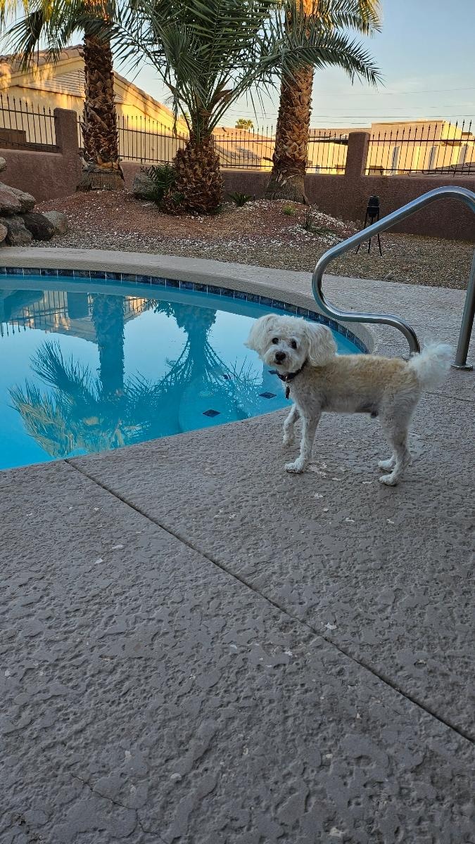 Pup loved the back yard 