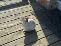 Rodent patrol & free entertainment