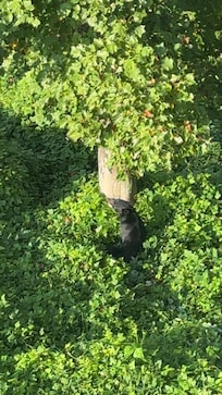 Bear below our balcony