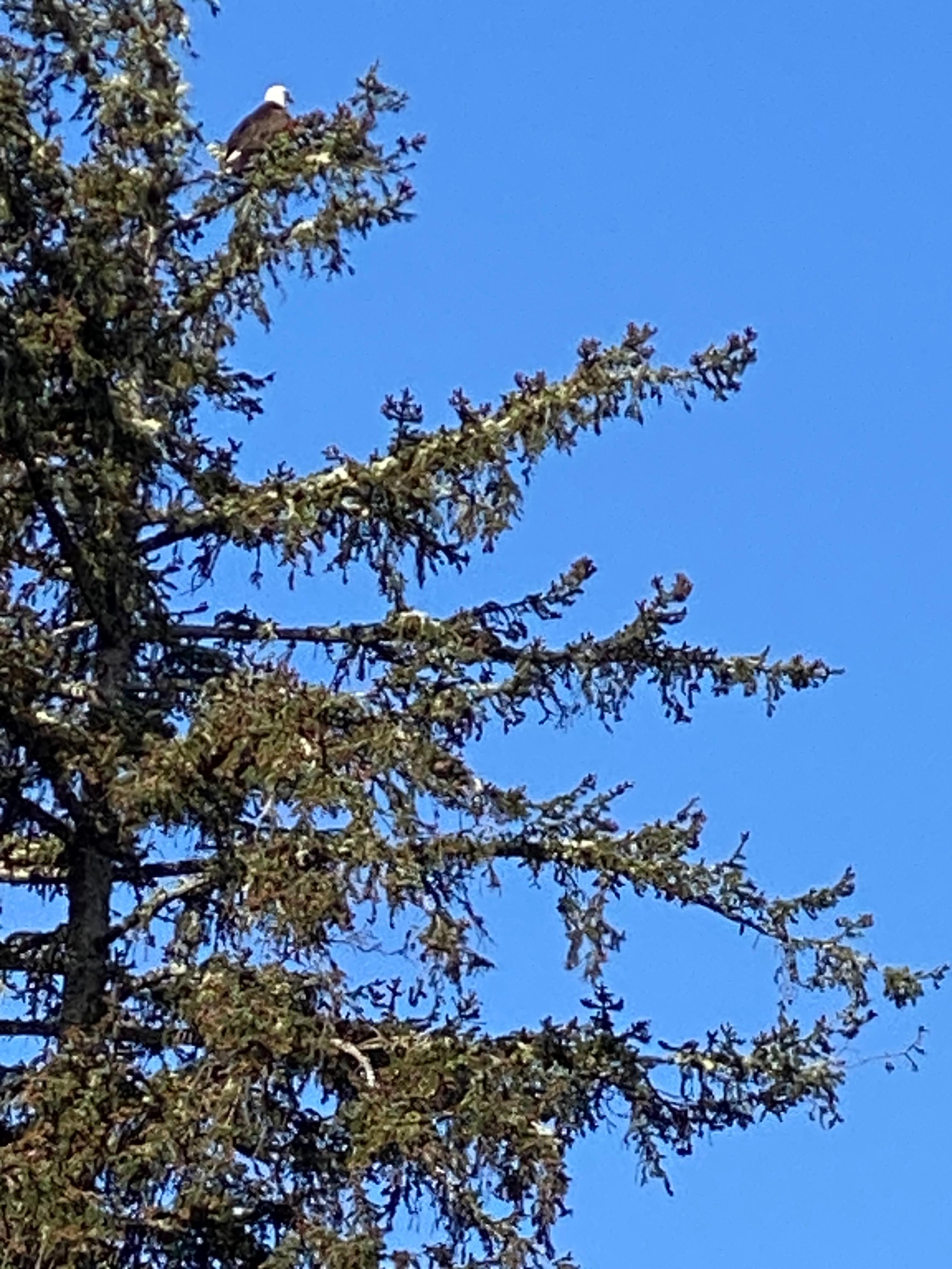 Bald eagle