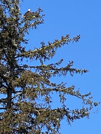 Bald eagle