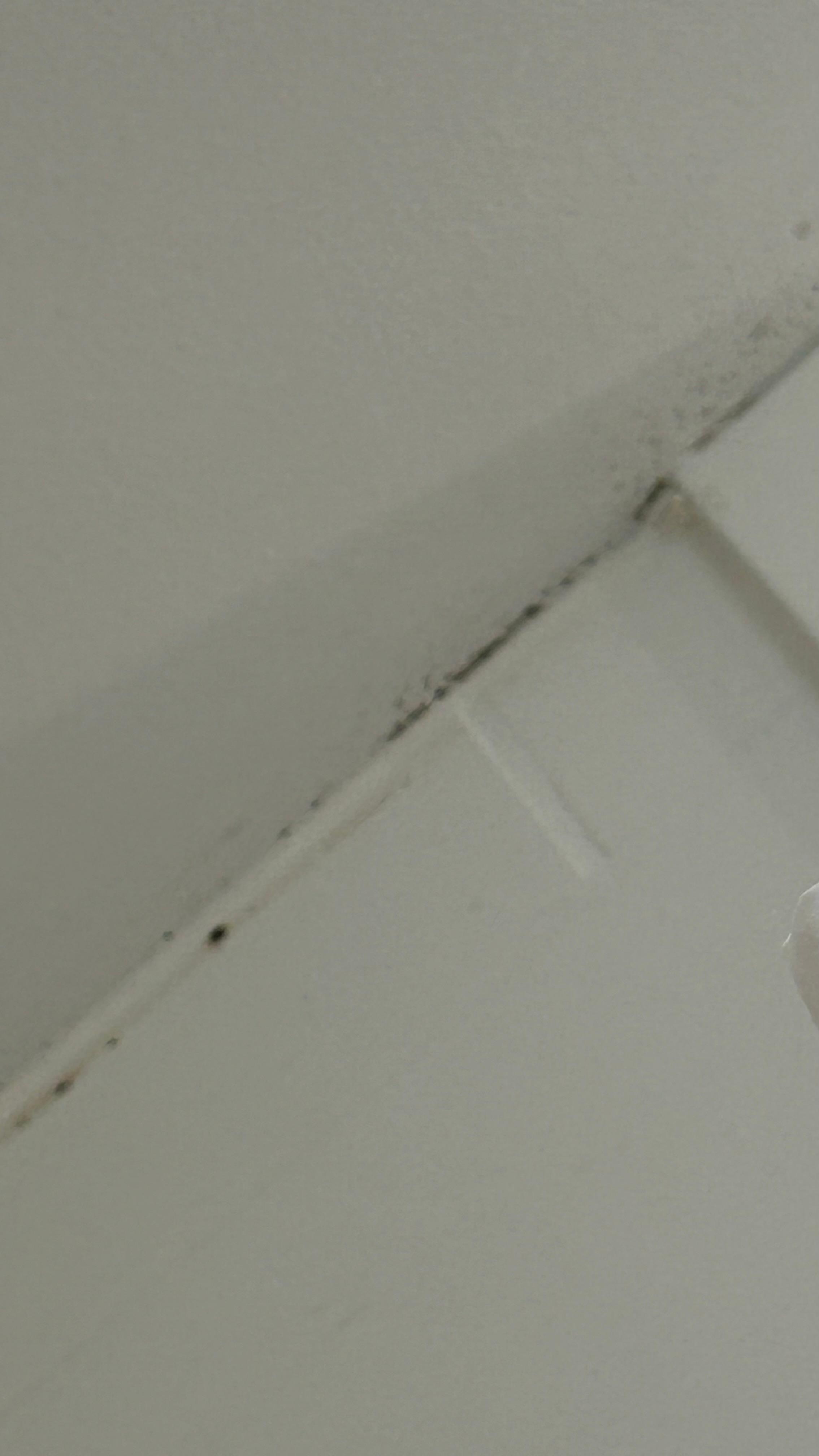 Mold in the shower stalls
