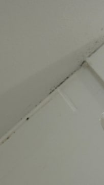 Mold in the shower stalls