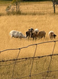 This is some of what we saw as we walk down the street