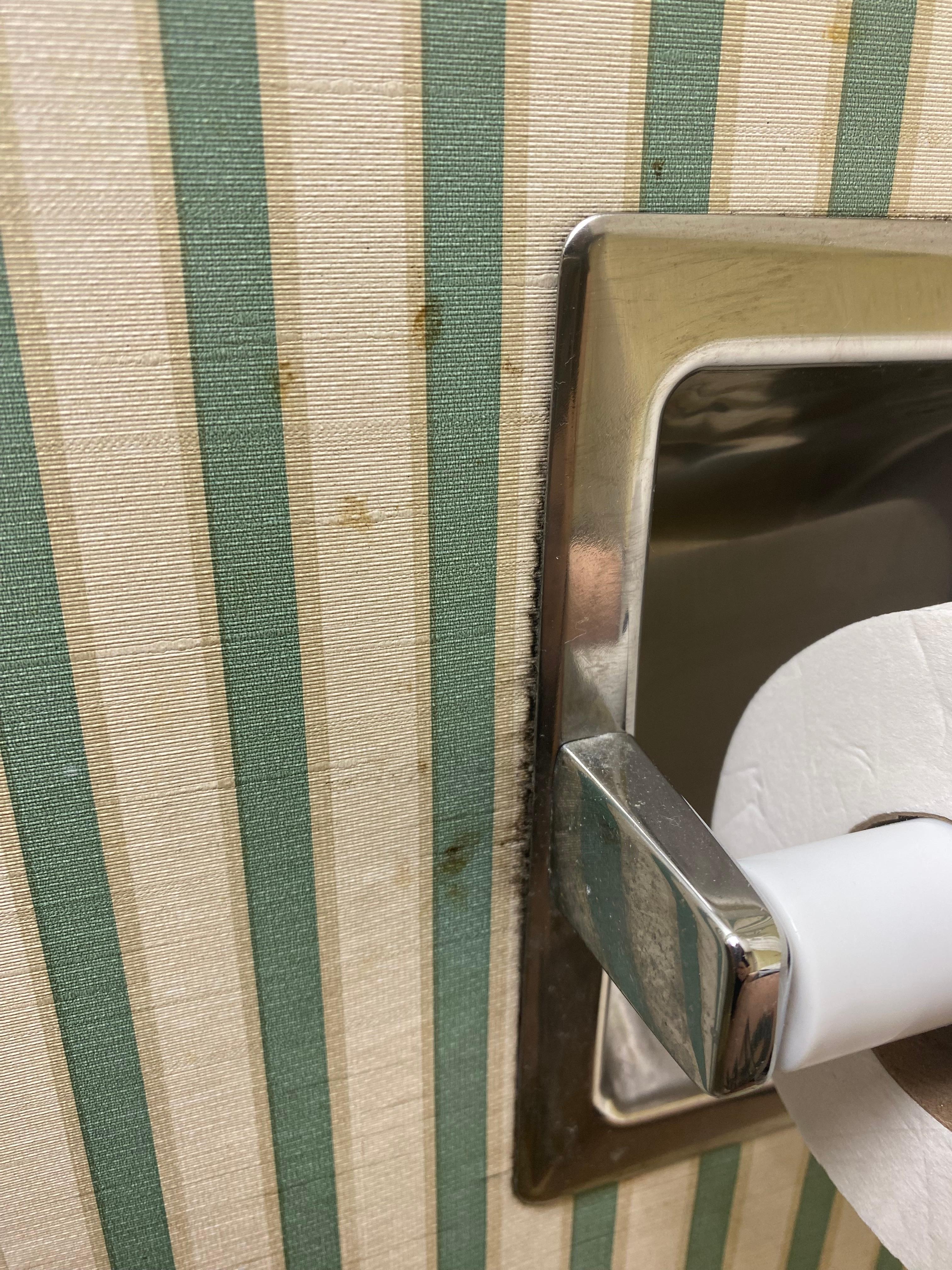 Mold and possible fecal staining around toilet paper holder 