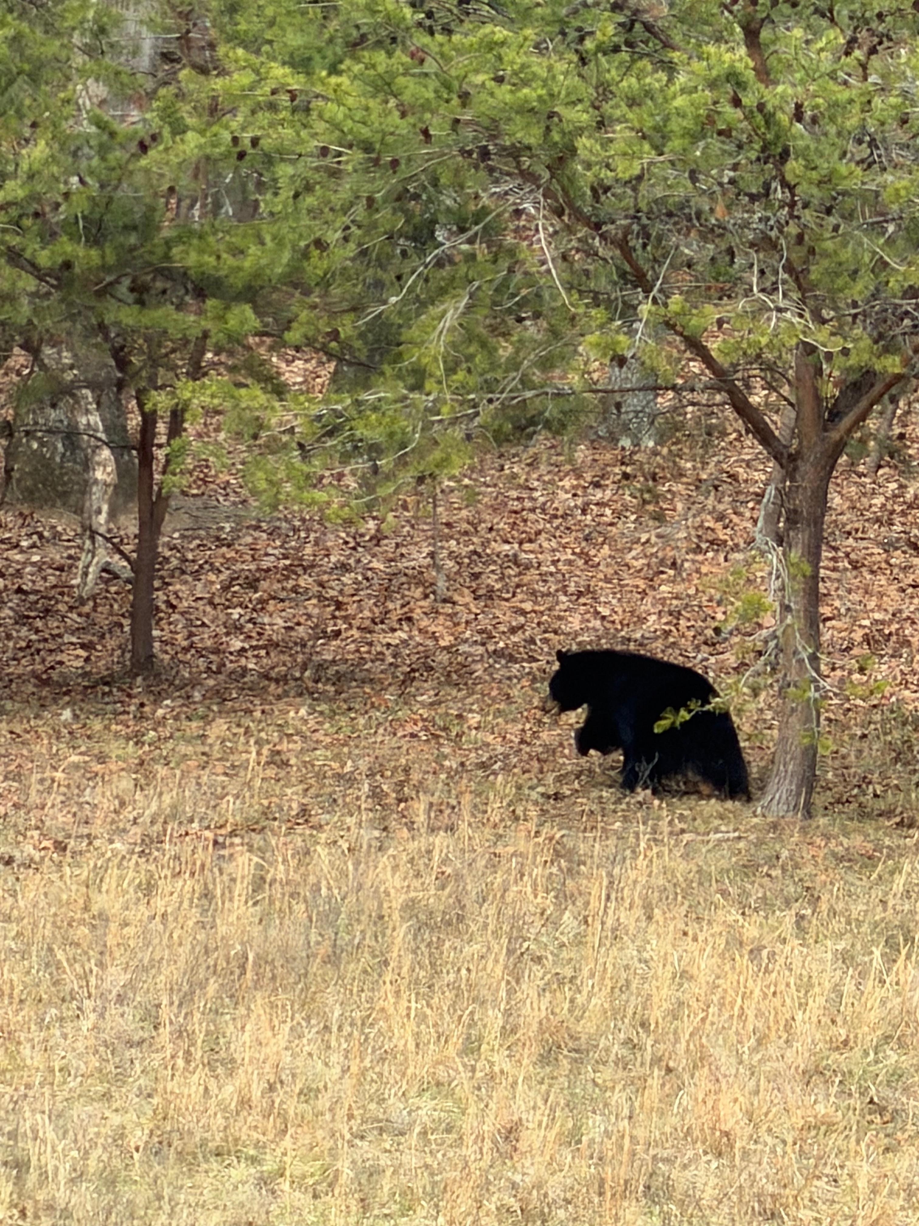 Bear was between dolly wood and HSR