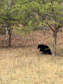 Bear was between dolly wood and HSR