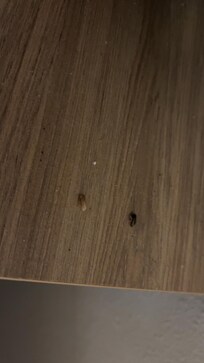 Dead bugs