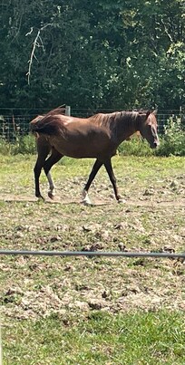 Morgan Horse at the farm