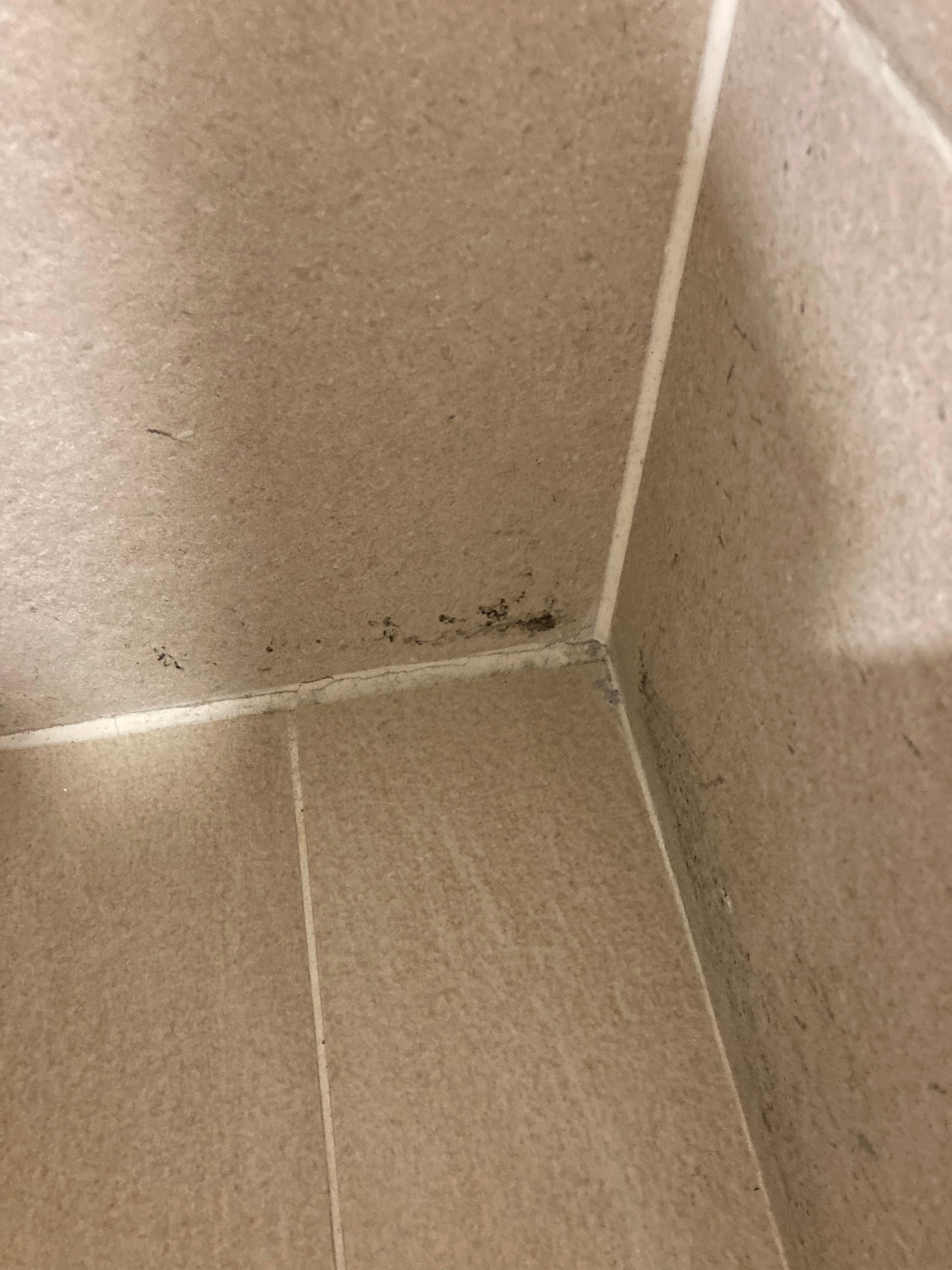 Black mold