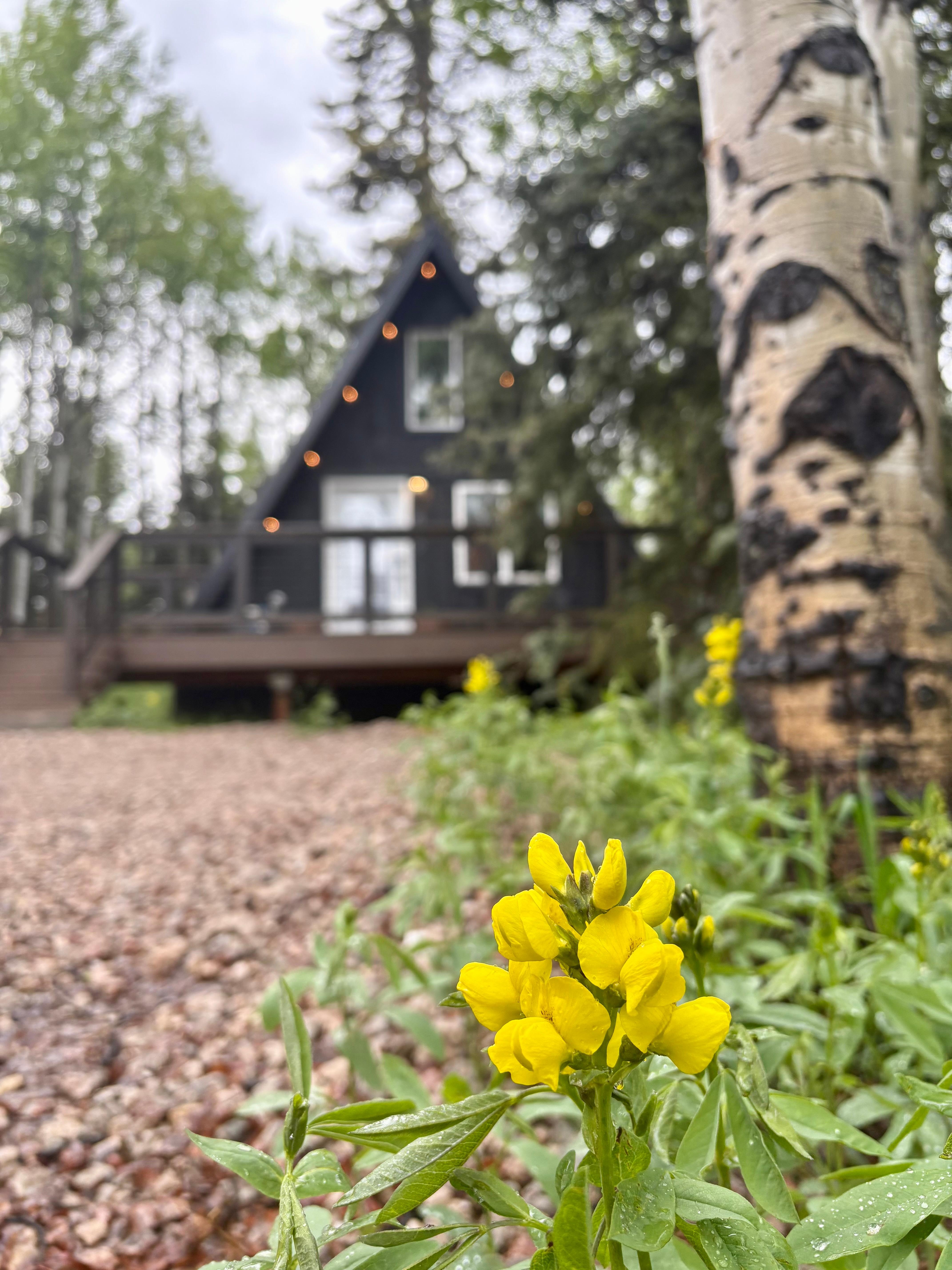 The wildflowers were in full bloom around the property and made the cabin that much cuter!