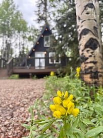 The wildflowers were in full bloom around the property and made the cabin that much cuter!