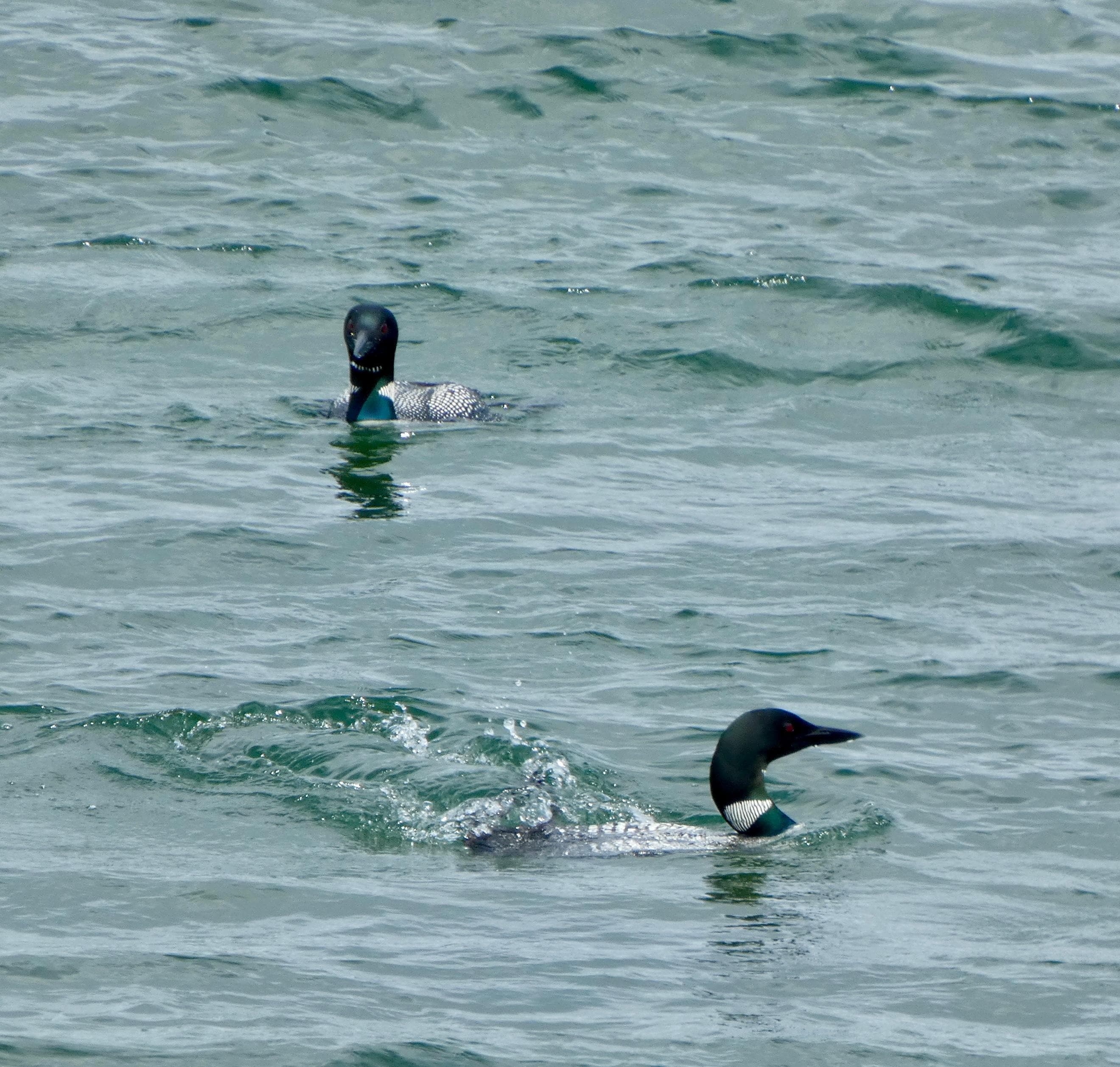 Loon couple 