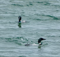 Loon couple