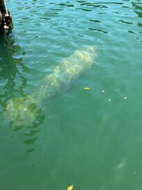 Manatee at Ledo 73