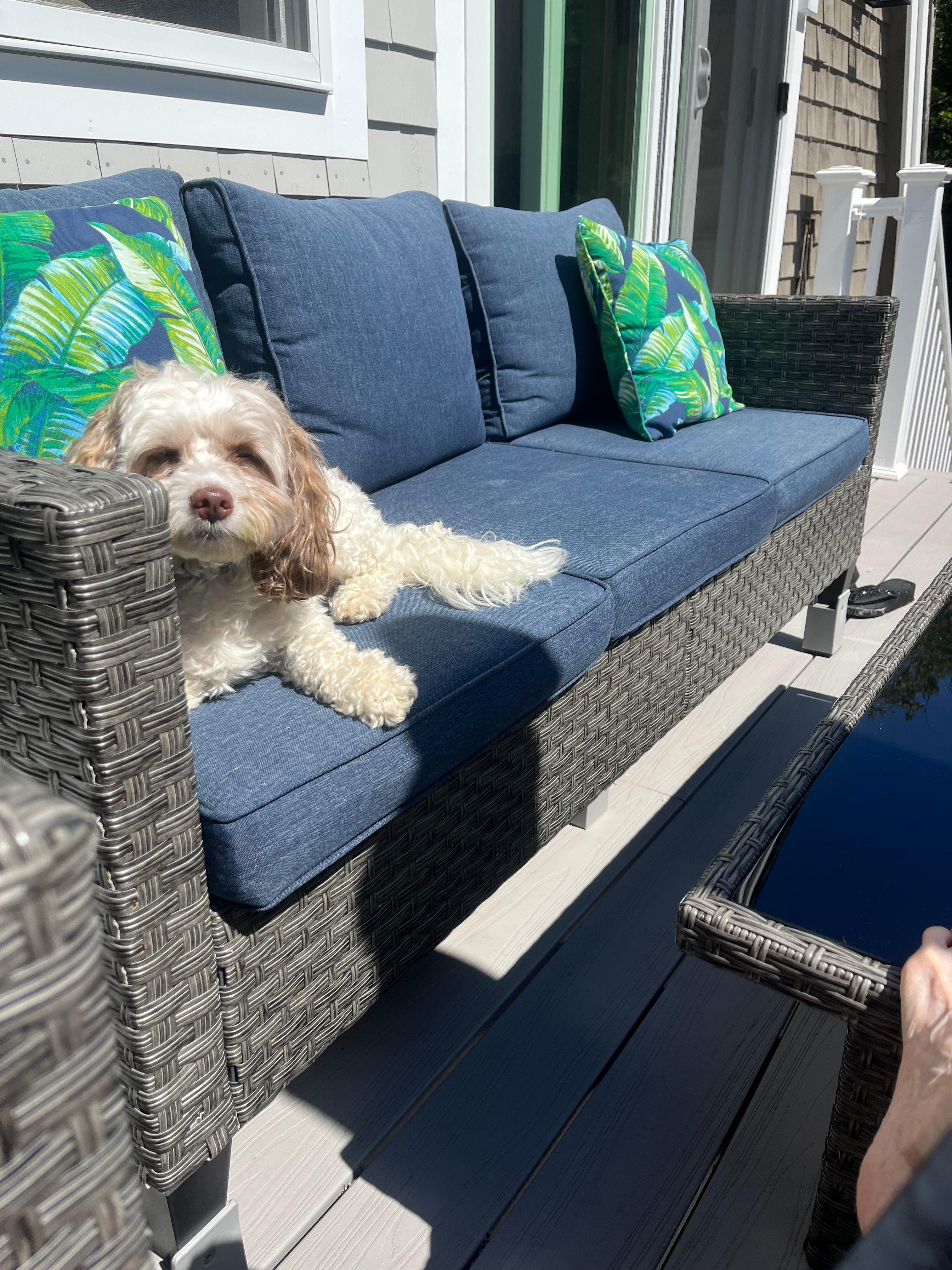 Harry on the deck, enjoying the morning in Maine.