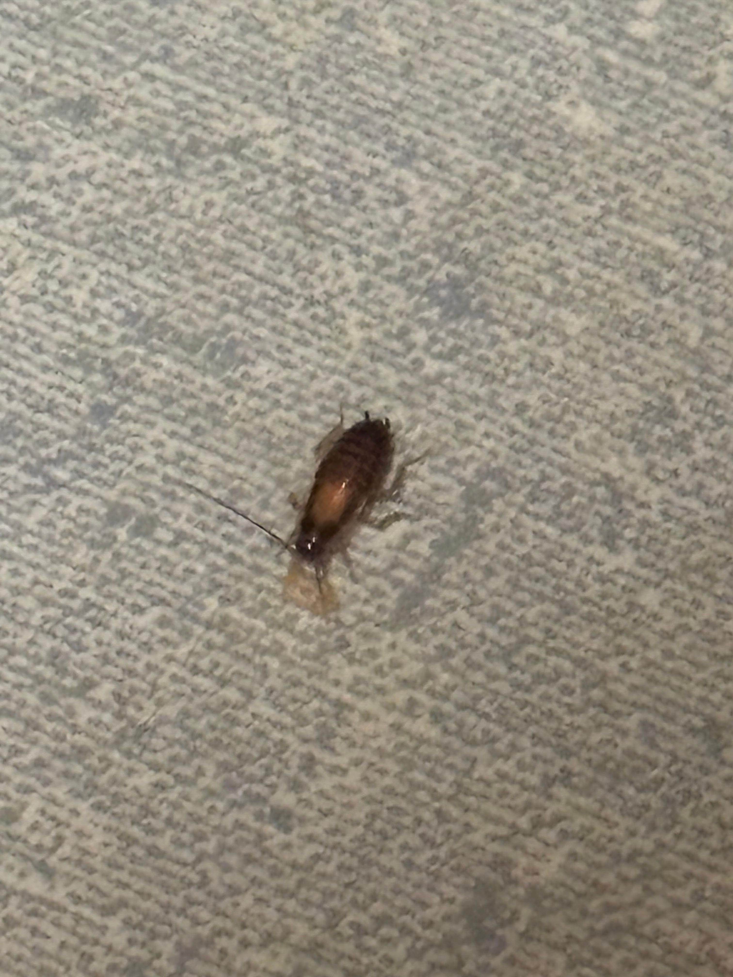 Roaches in every room. 