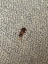 Roaches in every room.