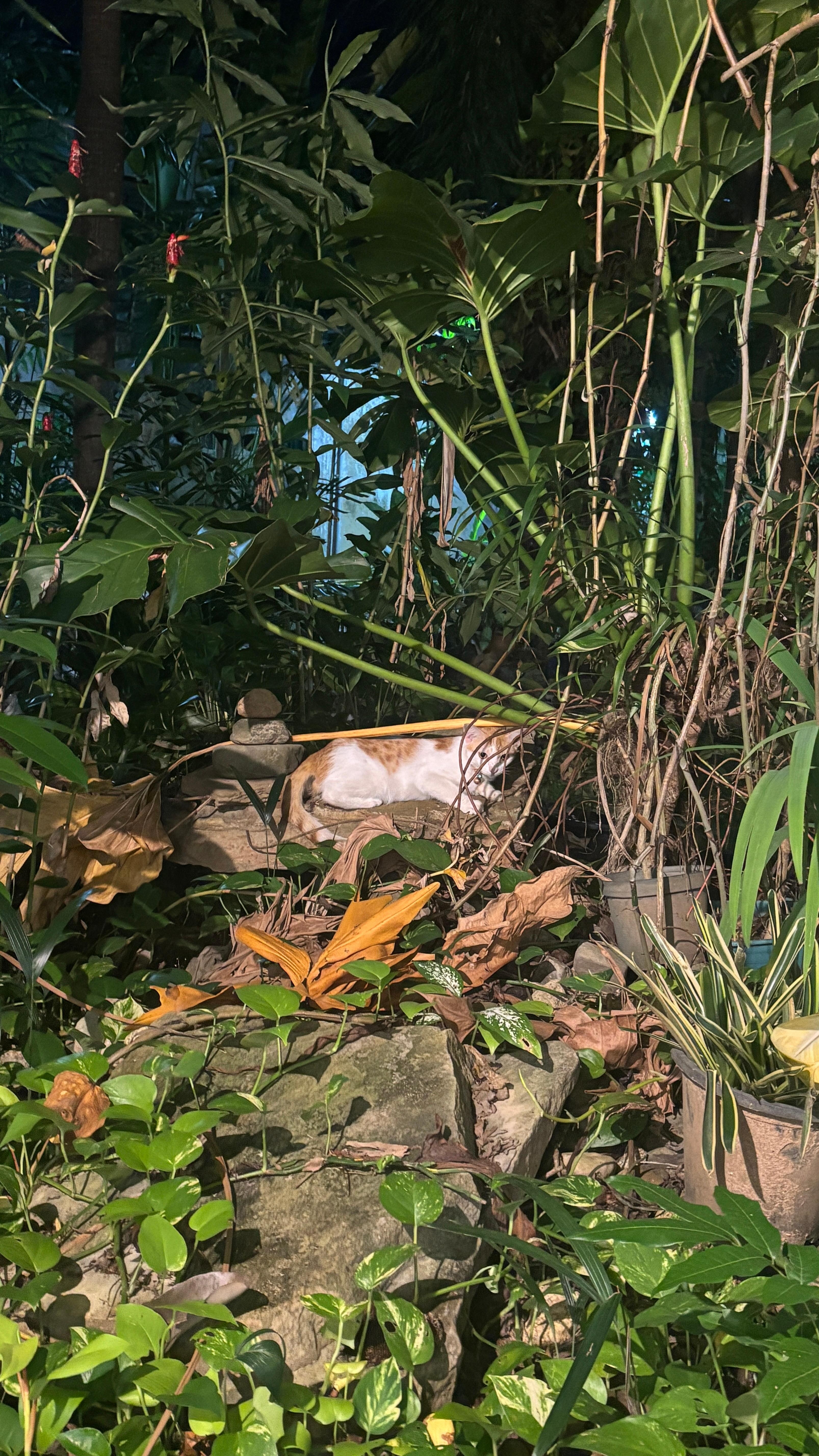 Lobby has cute greenery area, hence the hotel name “Greenery Hotel”