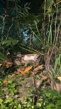 Lobby has cute greenery area, hence the hotel name “Greenery Hotel”