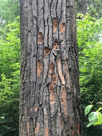 Cottonwood park wood carvings