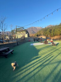 강쥐가 너무 신나게 뛰어 놀았어요