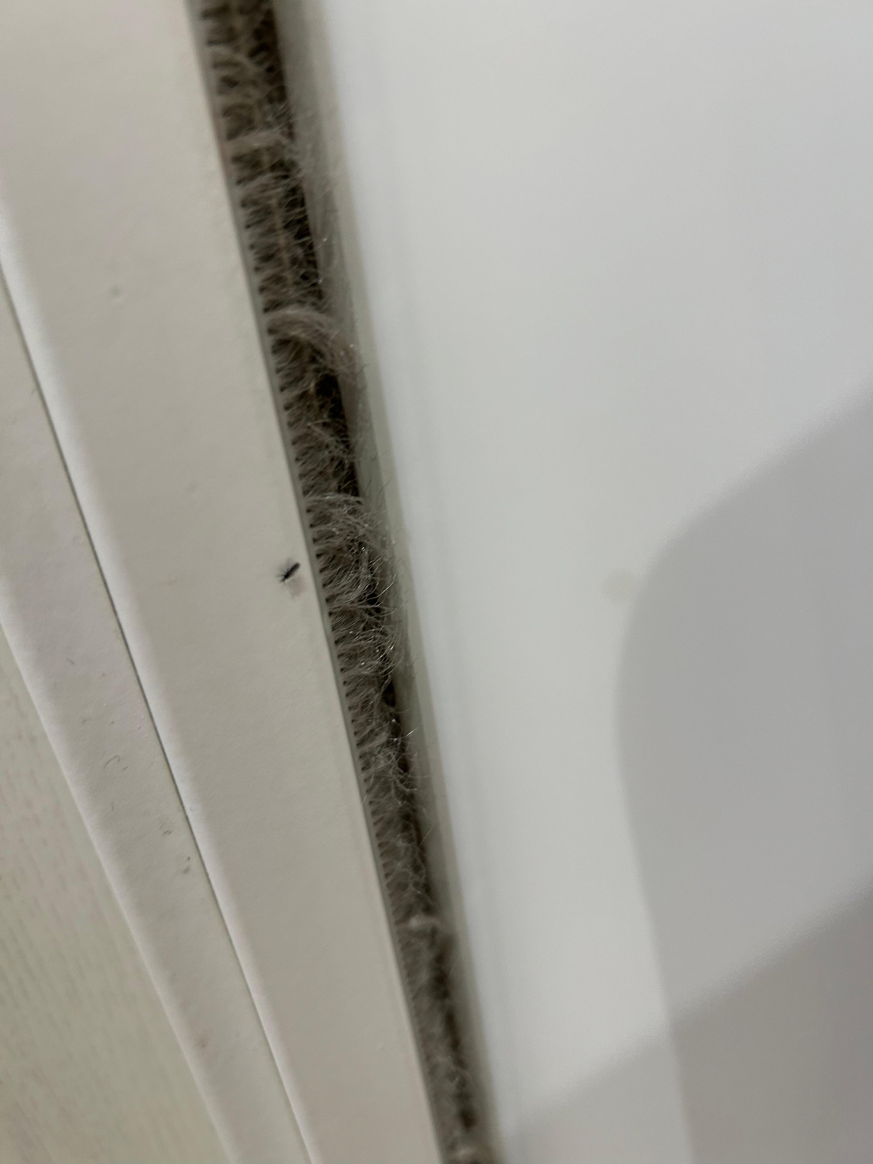 Spent the first hour of arrival killing bugs.