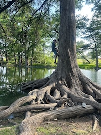 Rope swing tree.