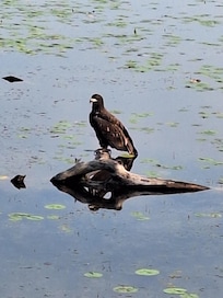 Juvenile eagle