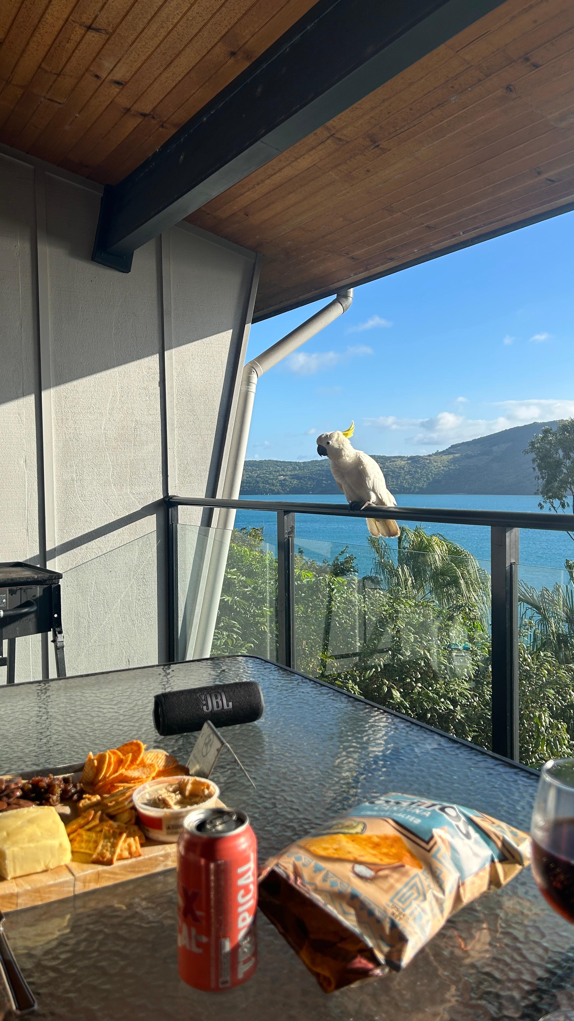 The local cockatoo, we named him Drake. 