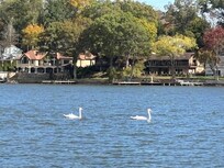 Swans cruising the lake