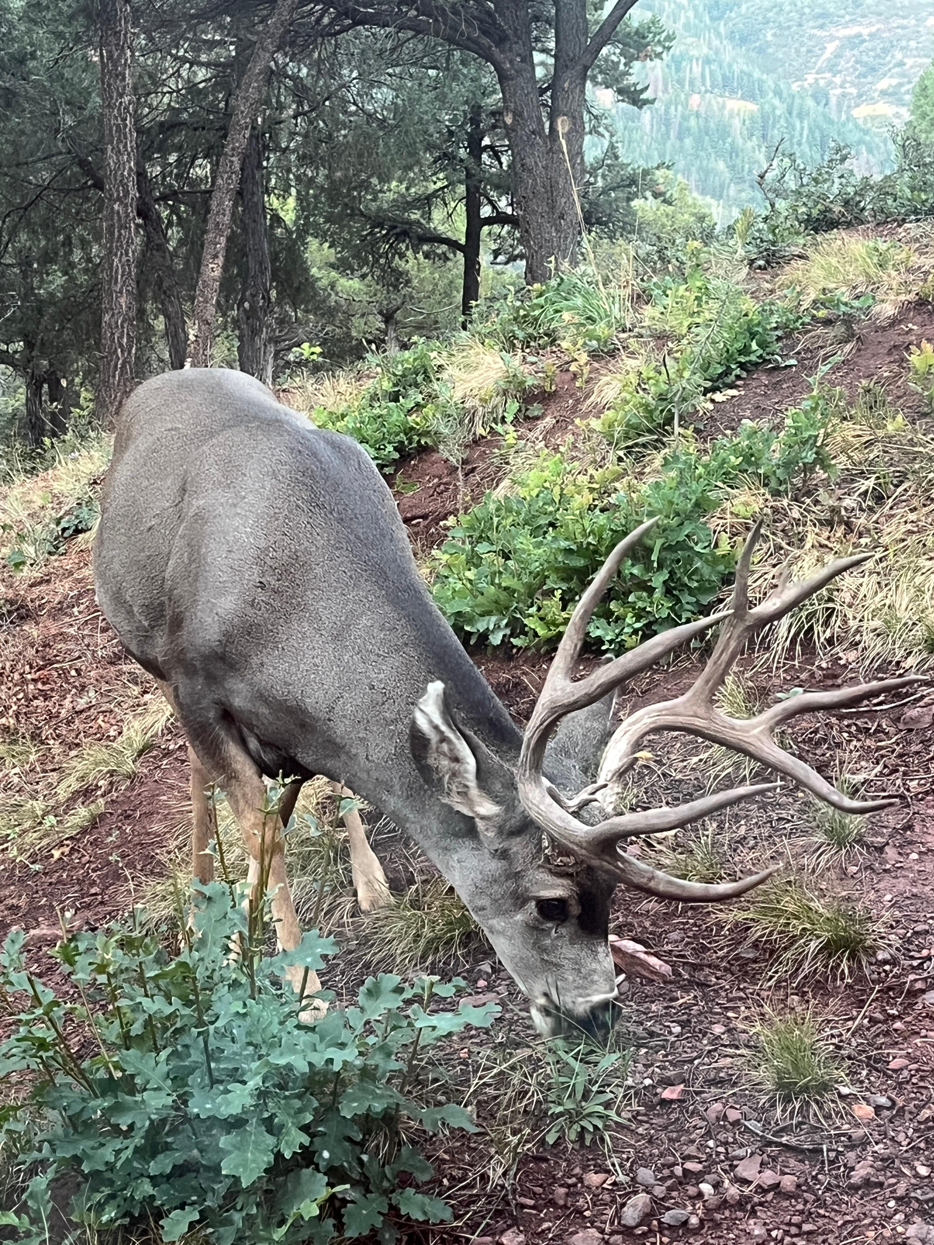 4 bucks showed up 4 out of 7 mornings.