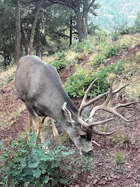 4 bucks showed up 4 out of 7 mornings.