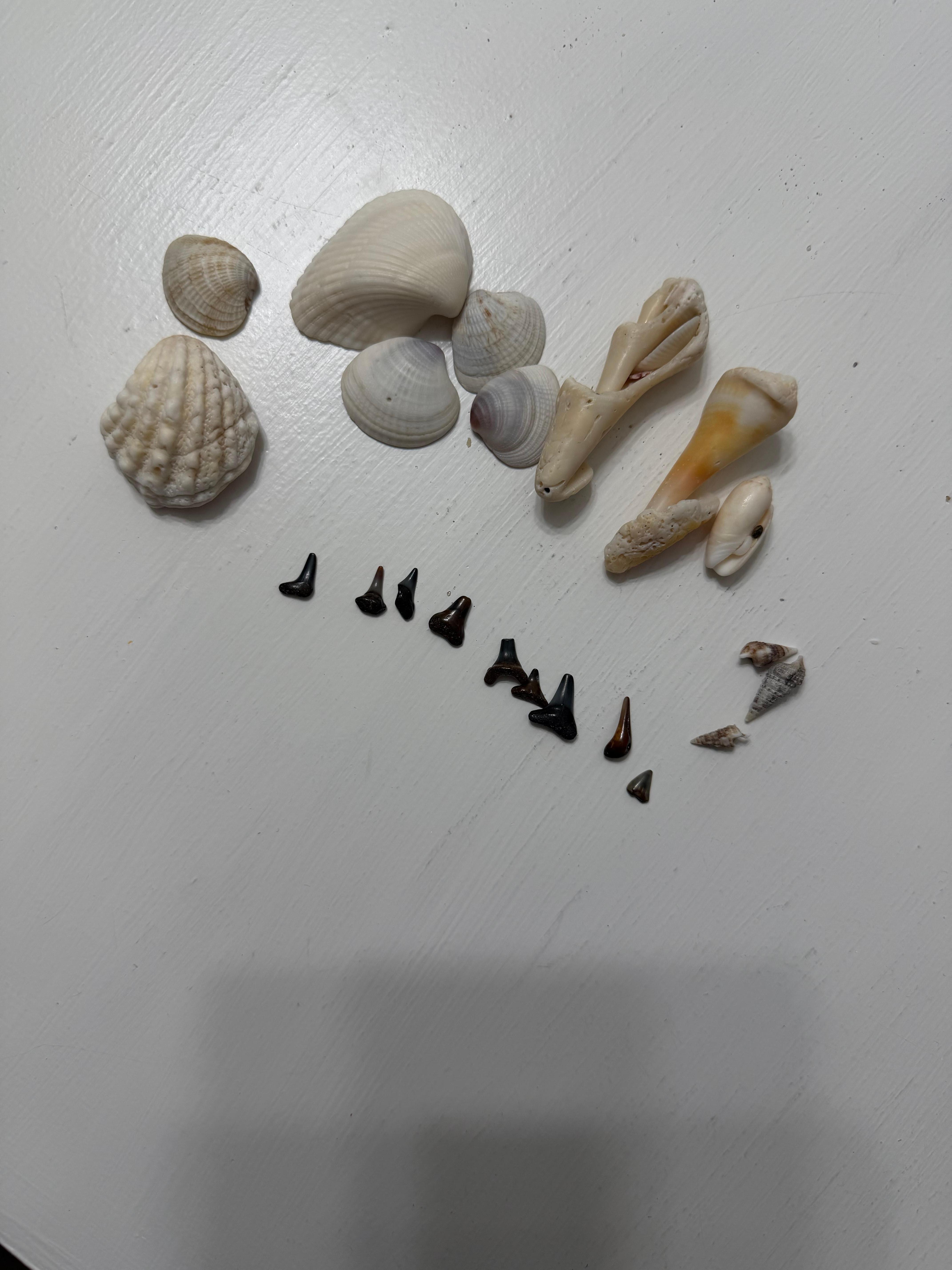 Shark teeth and shells we found at Blind Pass Beach