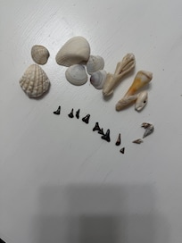 Shark teeth and shells we found at Blind Pass Beach