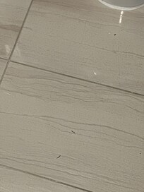 Hairs and dust all over bathroom