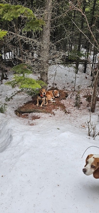Exhausted dogs! They had over a hundred miles on them that week.