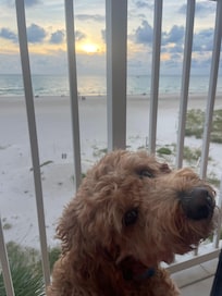 My happy dog, enjoying the view